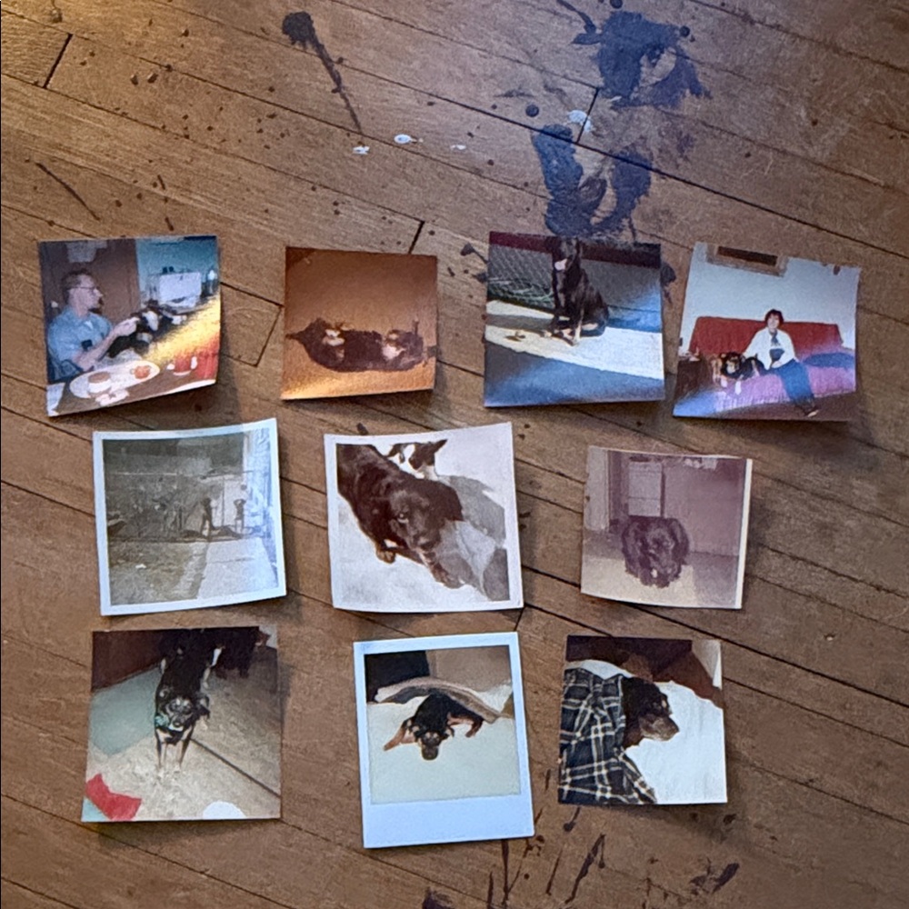 Vintage Dog Photo Collection